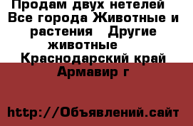 Продам двух нетелей - Все города Животные и растения » Другие животные   . Краснодарский край,Армавир г.